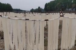 “突泉粉條”獲批成為地理標志證明商標啦
