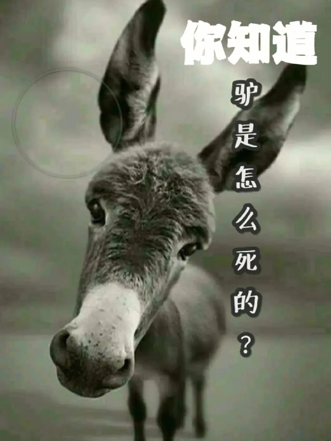 商標(biāo)注冊費計入什么會計科目？