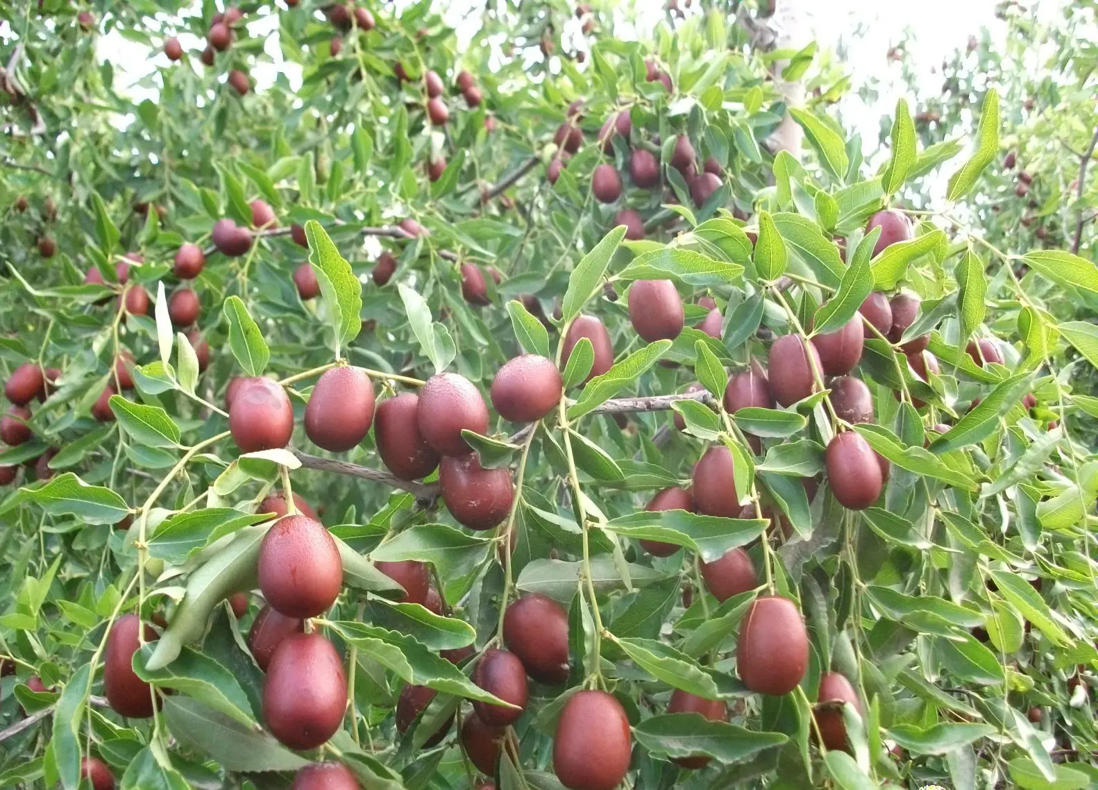 恭喜“阿拉爾紅棗”成功注冊(cè)為地理標(biāo)志證明商標(biāo)